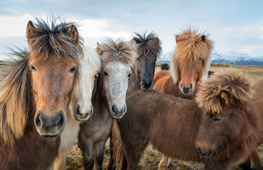 Group Portrait Icelandic Horses.