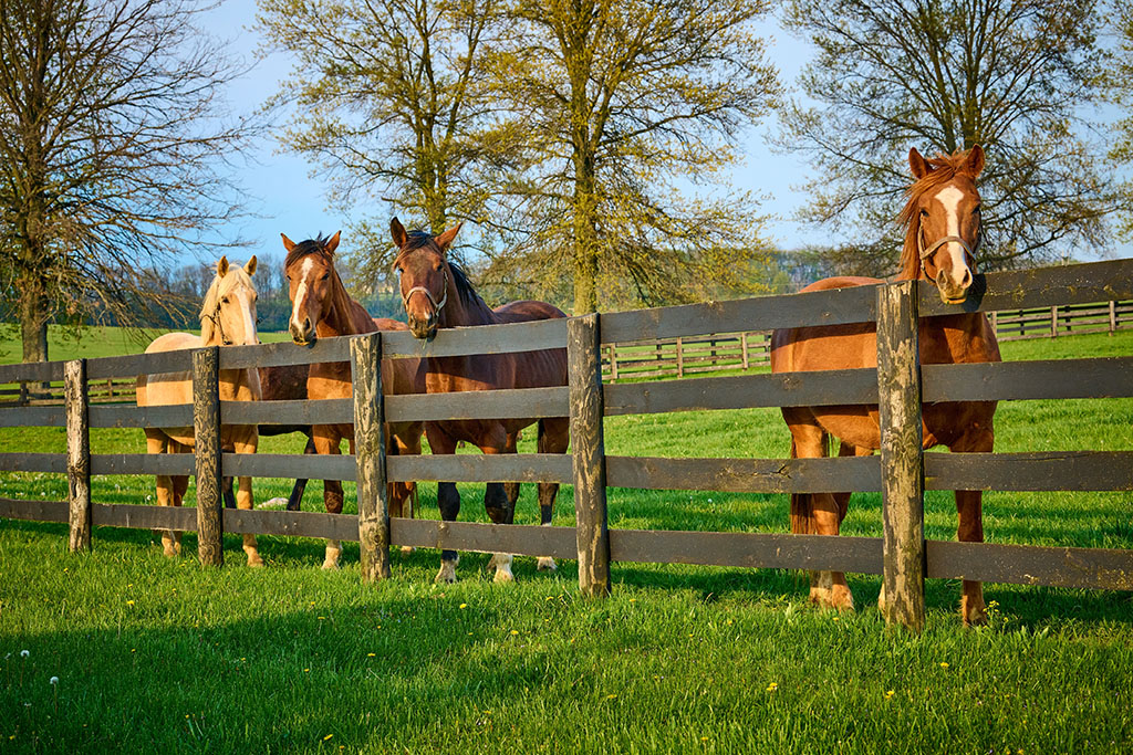 Group of horses looking over fence.