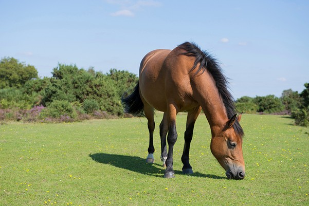 New Forest Pony.