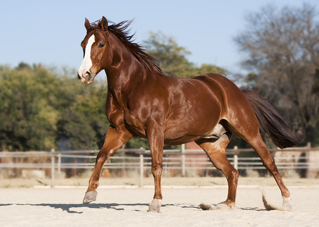 a horse running in outside 