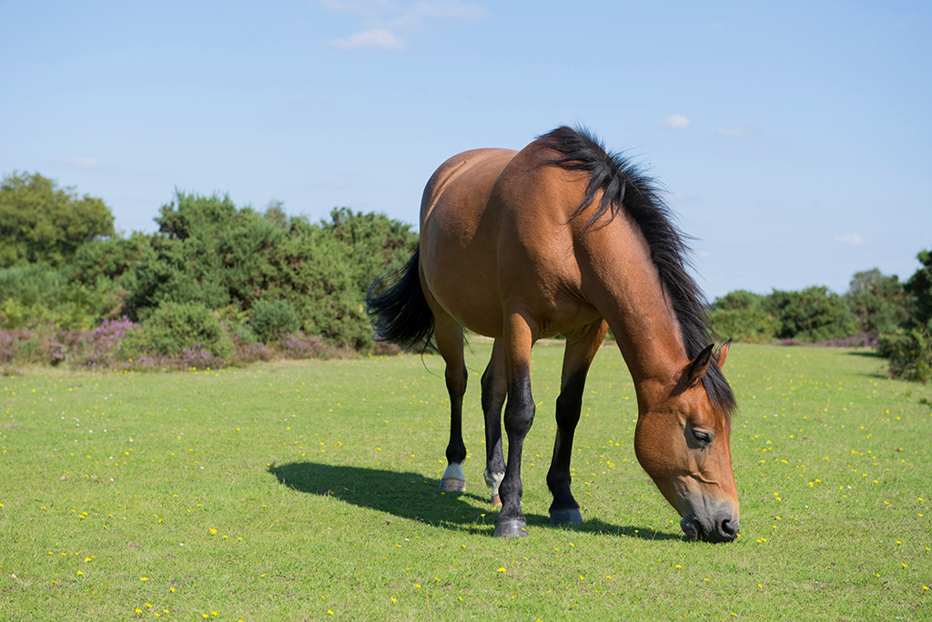 a horse grazing on grass