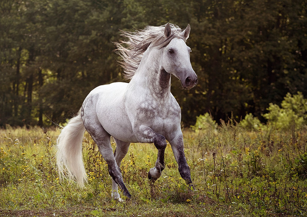 a white horse running in long grass and wildflowers 