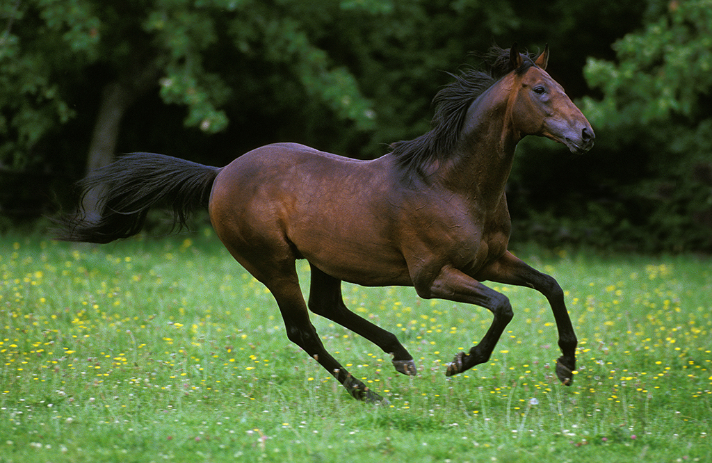a brown and black horse running in long grass and wildflowers 