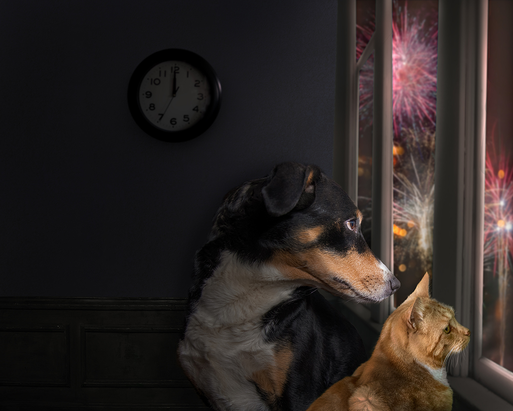 a dog and a cat at the window watching fireworks 