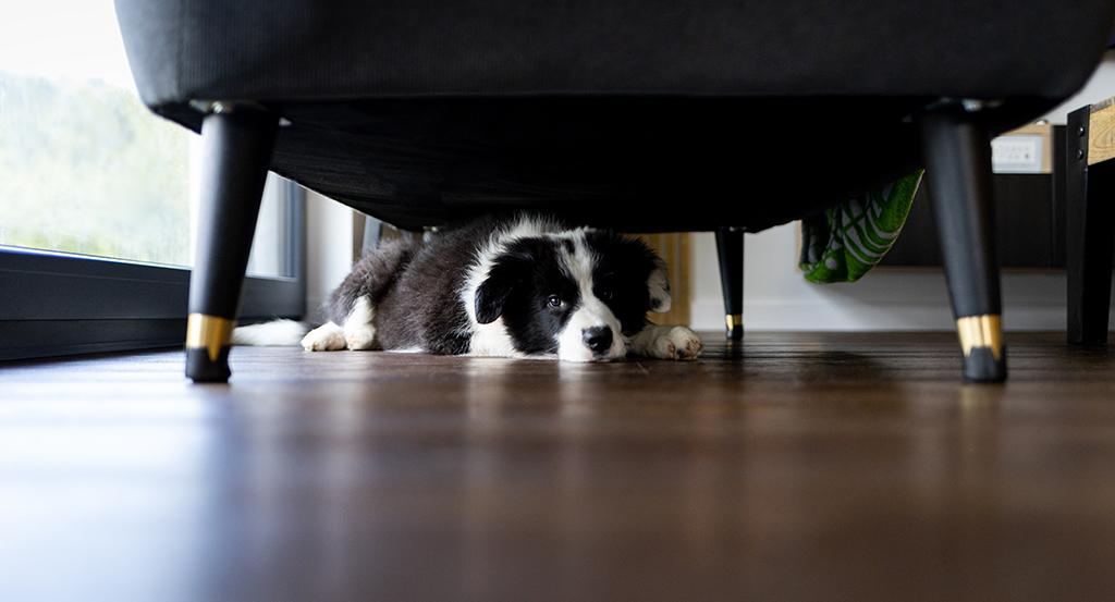 a dog hiding under a chair to feel safe during fireworks 