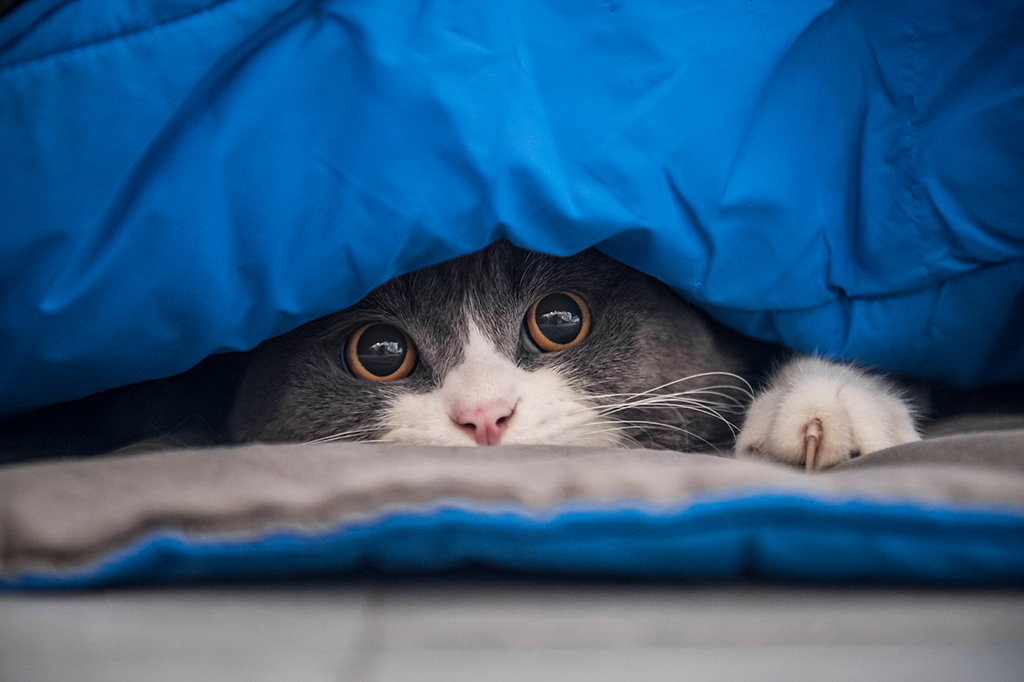 a cat hiding under a blanket 
