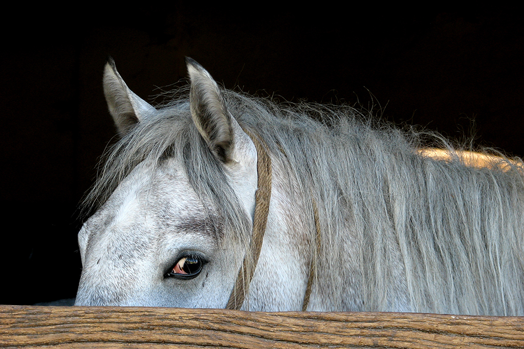 a horse looking stressed 