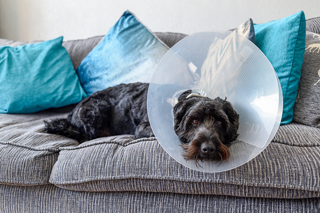 a dog looking glum on the sofa with a cone on 
