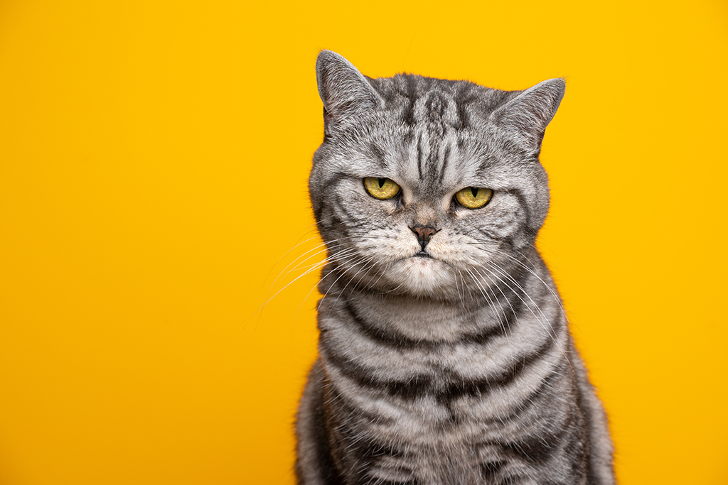 a grumpy looking cat with an orange backdrop 
