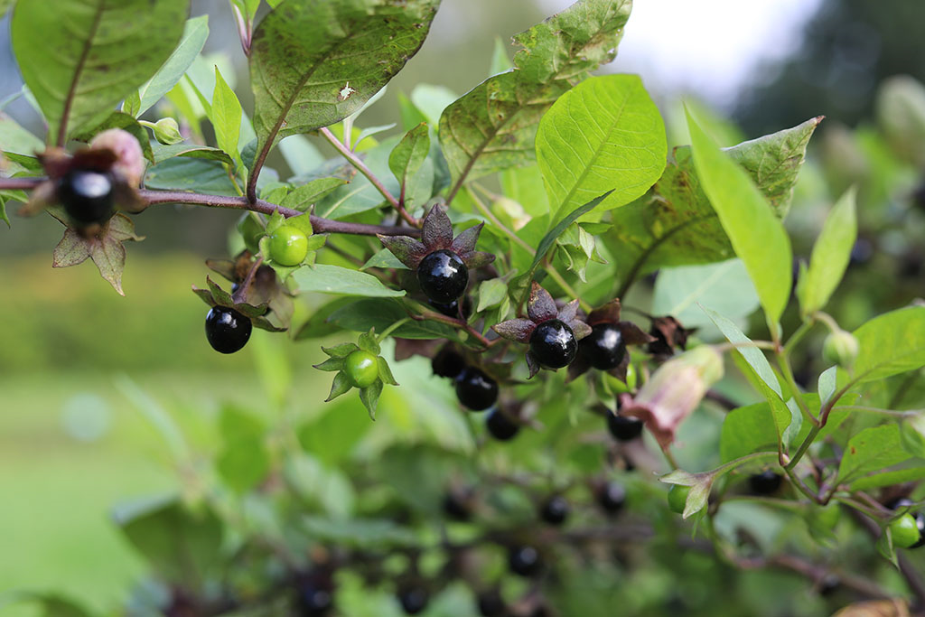 deadly night shade leaves and berries which is poisonous to horses