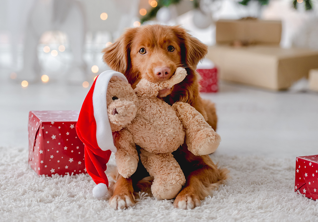 cute puppy holding a teddy in their mouth in front of some christmas gifts