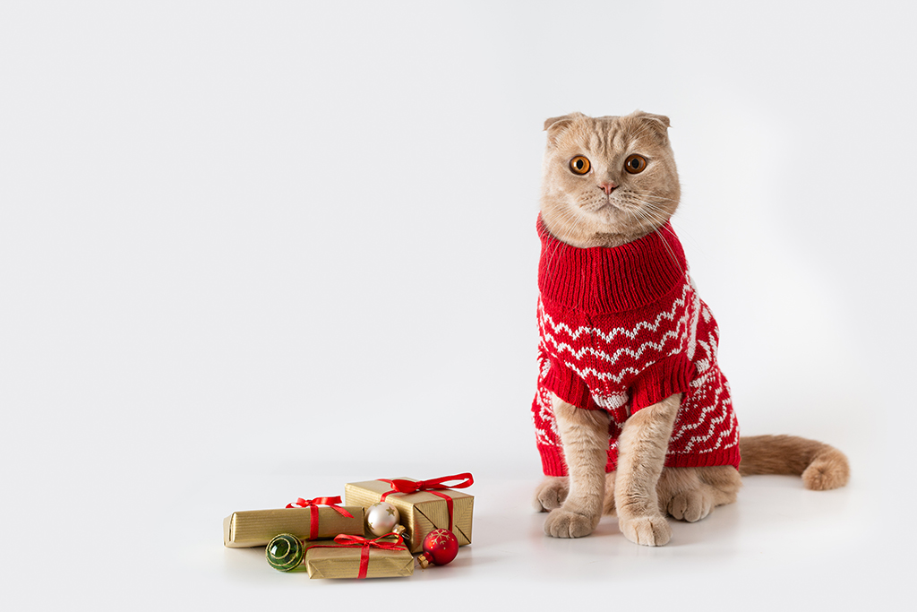 a cat sitting next to some christmas gifts wearing a christmas jumper