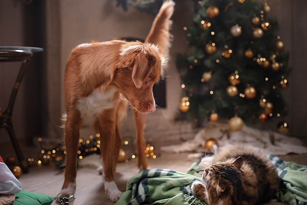 a dog standing up, looking down at a cat that's laid on a blanket, with the backdrop of a christmas tree