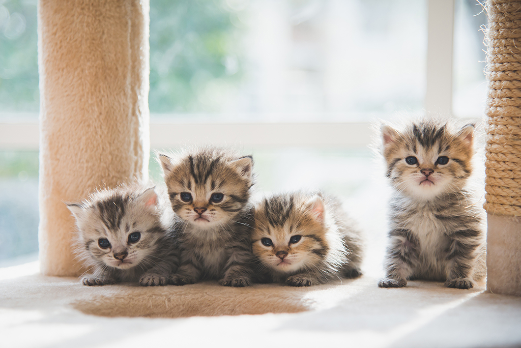 four fluffy tabby kittens underneath a cat tree 