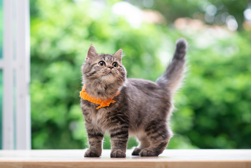 cute grey kitten wearing an orange collar at home