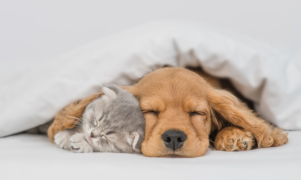 grey kitten and golden puppy cuddling under the blanket at home