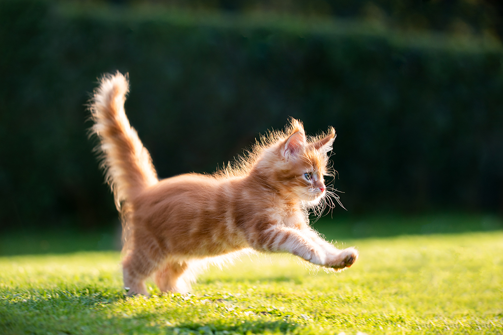 excited ginger kitten running around outside 