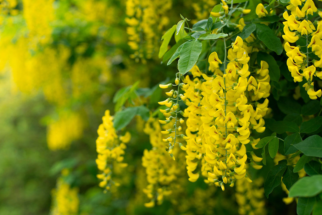 a flowering laburnum plant which is poisonous to horses