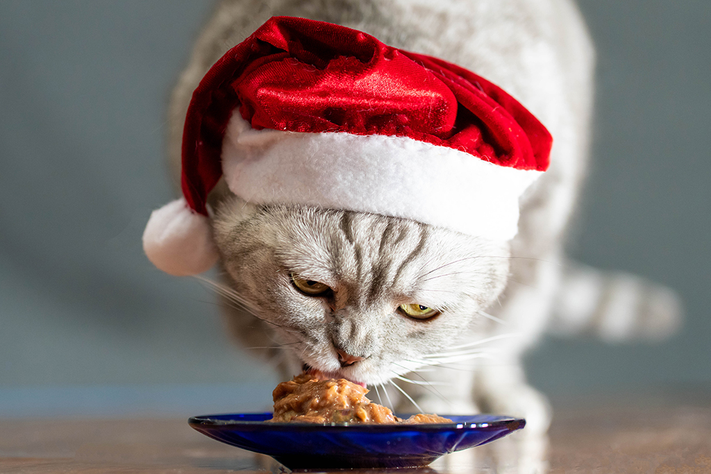 a cat with a christmas hat on eating some cat food 