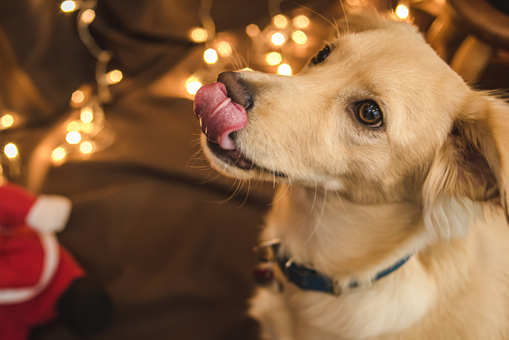 a golden dog licking it's lips with christmas lights in the background