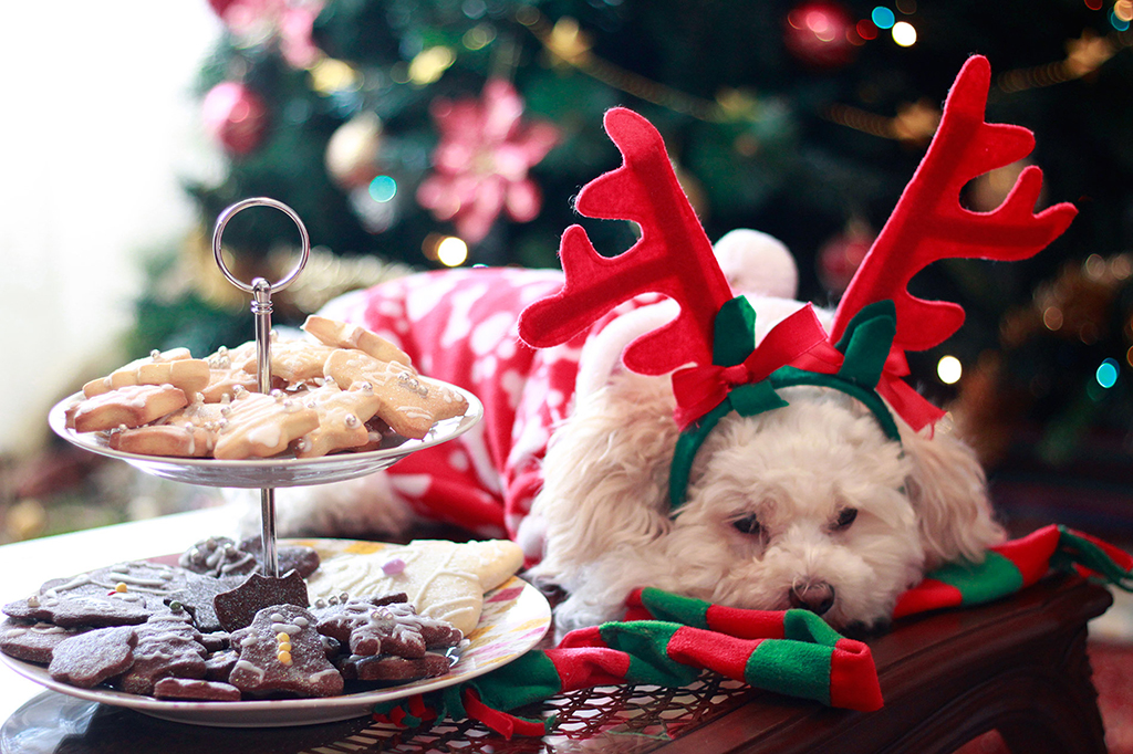a dog next to a plate of christmas biscuits wearing a reindeer outift 