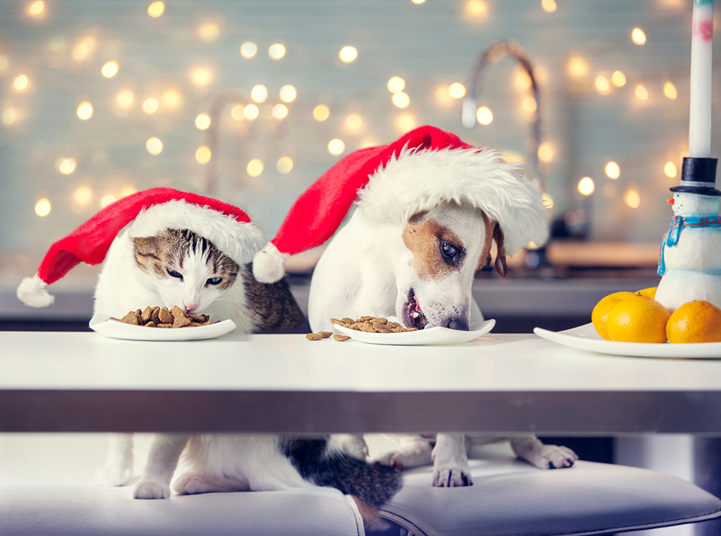 a dog and a cat eating pet food with christmas hats on at the table 