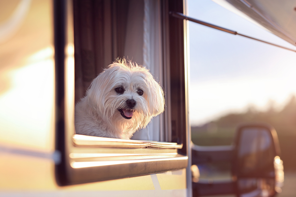 a white dog hanging out of a towed caravan window