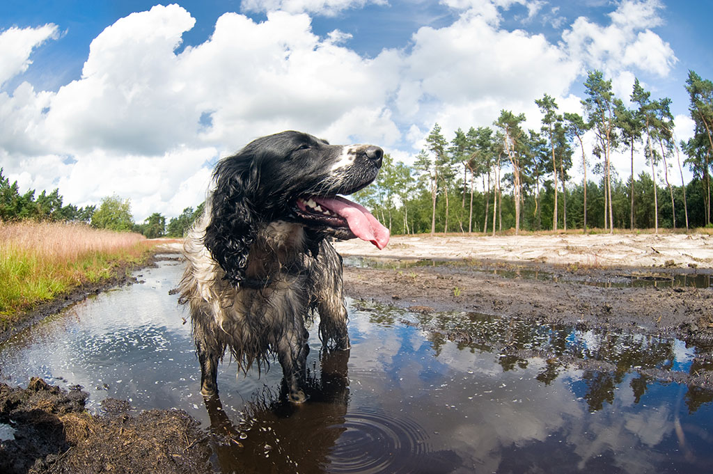 Happy dog standing in a puddle