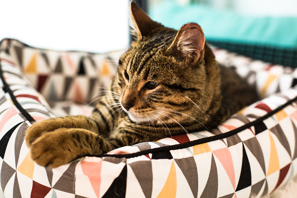 Brown striped cat in a laying in a colorful cushion