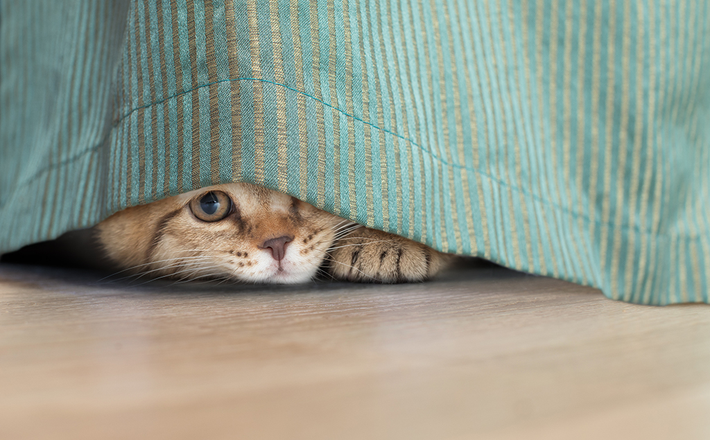 funny cat hidden under curtain
