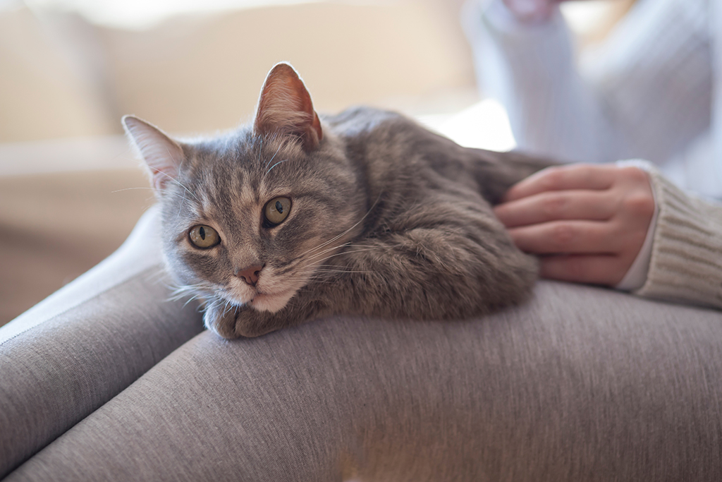 Furry tabby cat lying on its owner's lap, enjoying being cuddled 