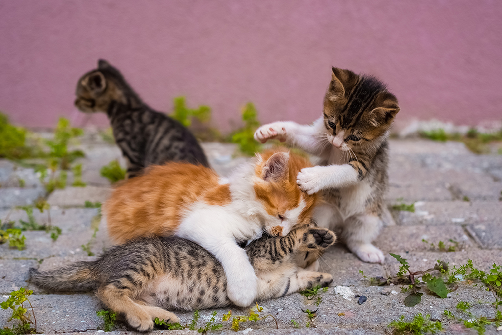 Group of four small kittens are playing in street.