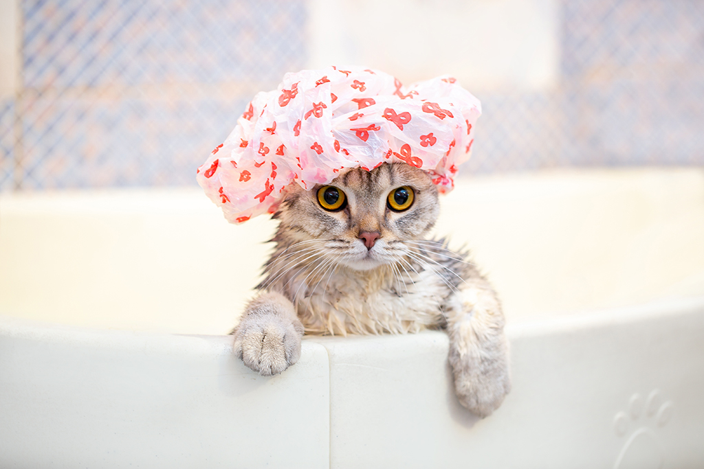 cat with a shower cap on hanging onto the side of a bath