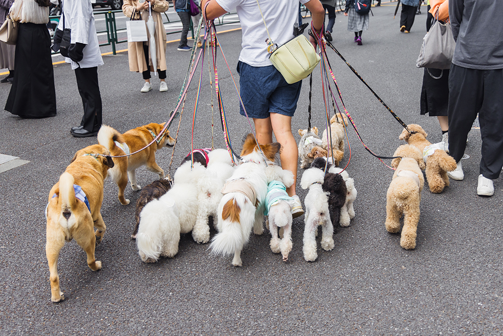 picture of a man who is walking with lot of dogs in Tokyo, Japan