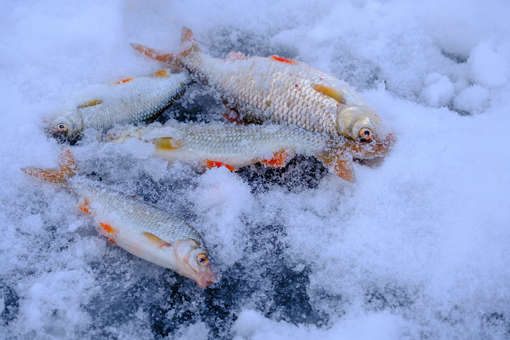 Winter fishing.Fish roach closeup on the ice.