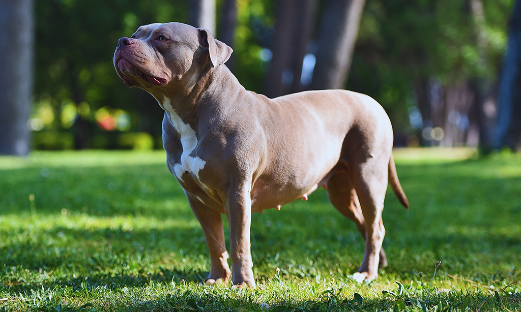 xl bully standing proudly on grass 