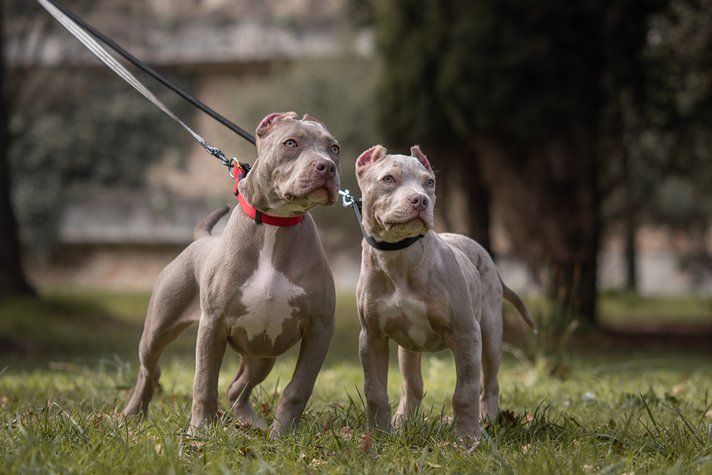 two xl bully puppies on leads 
