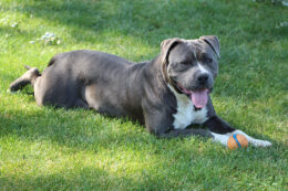 xl bully laying down on the grass with a ball between their paws