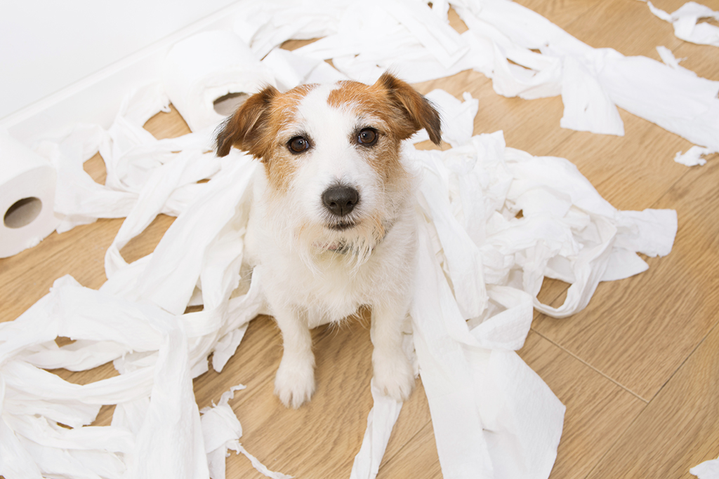 Jack russell with guilty expression after play unrolling toilet paper. 