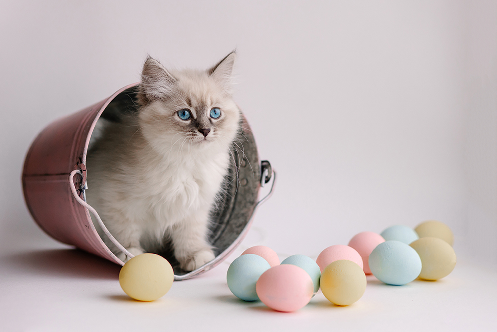 Beautiful white kitten with blue eyes. The Neva Masquerade breed. Easter greeting card background. Kitten with eggs, spring mood. Copy space. Gentle tone saver . Cute funny furry adorable pet wallaper