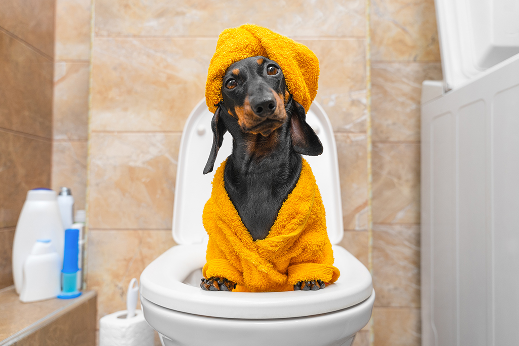 Funny puppy in bright terry bathrobe, turban sits on toilet seat in bathroom looking at camera in surprise.