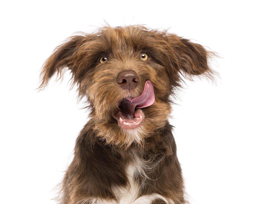 Close-up of a Crossbreed, 5 months old, licking lips against white background