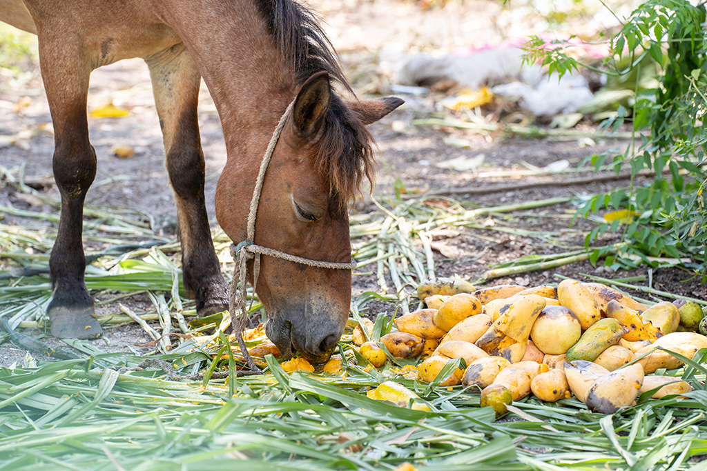 Horse eating various fruit and grass