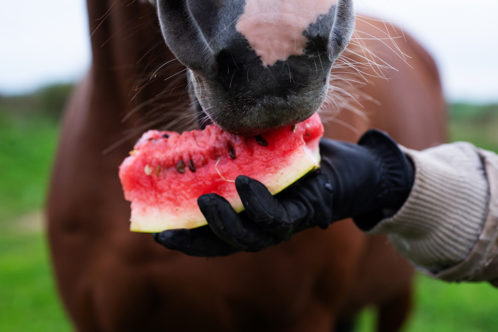 horse eating  watermelon from hand outdoor. close up.   feeding concept