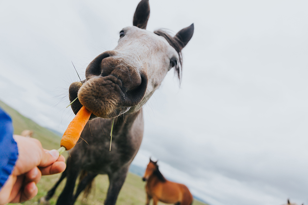 The horse eating a carrot from the hand.