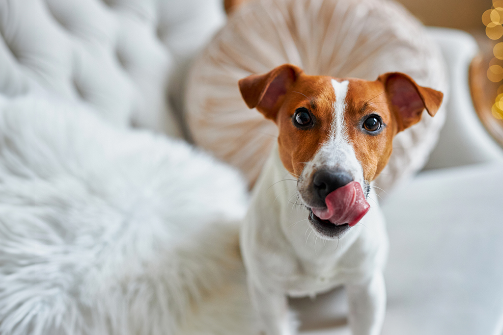 Merry Christmas and Happy New Year. Close-up portrait of The Jack Russell Terrier dog the dog licks its lips, sitting on a white luxurious sofa against the background of golden bokeh