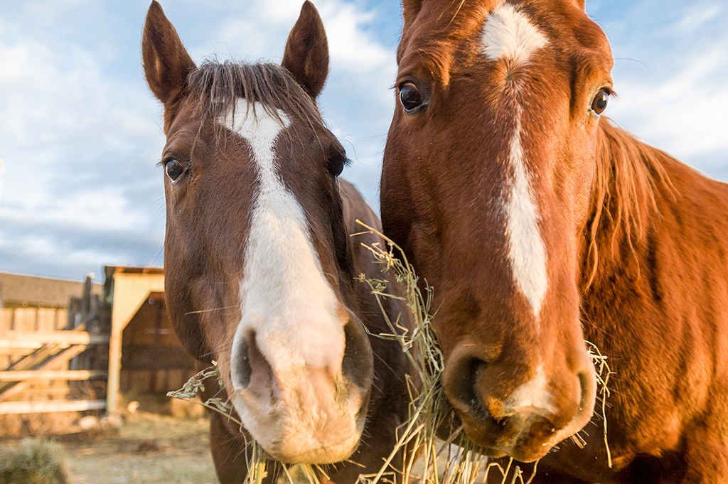 A closeup of two horses eating hay