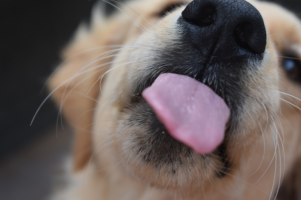 Dog Licks Screen