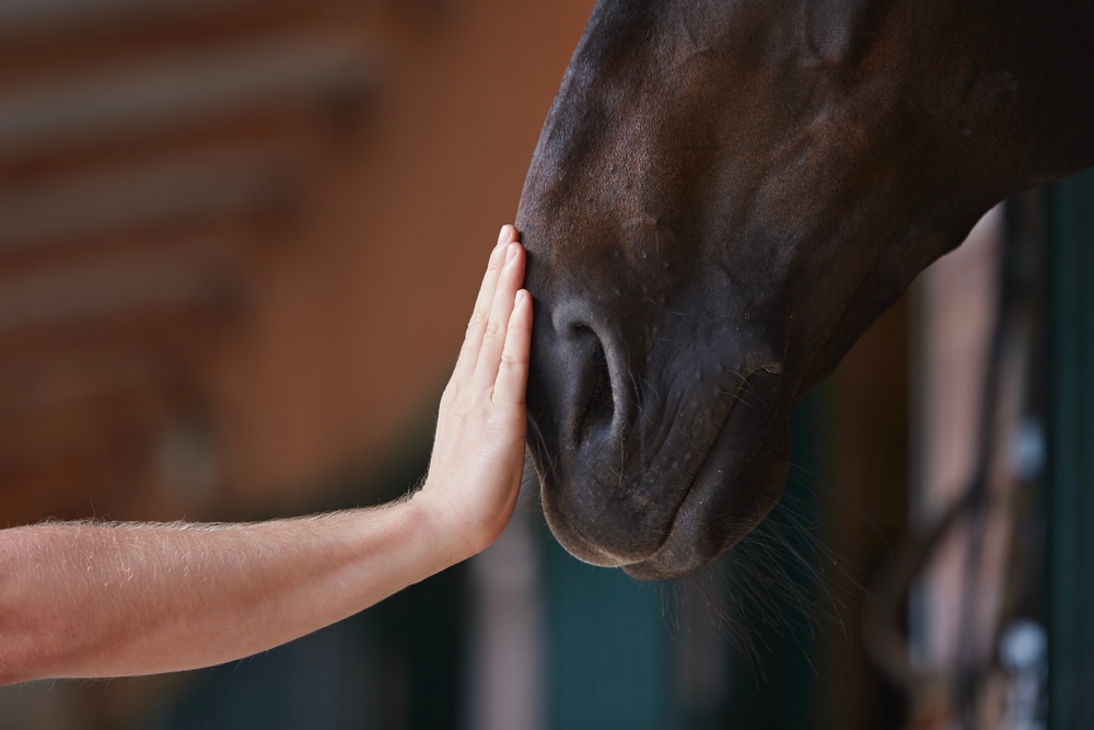 Friendship Between Man His Horse Human.