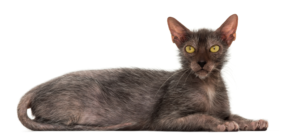 Lykoi Cat Called Werewolf Cat.